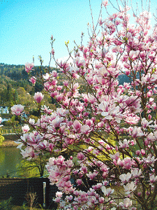 Spring in Heidelberg