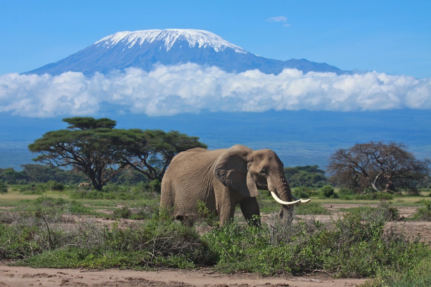 Next Project: Peace Run Africa – Carrying the Torch up Mt. Kilimanjaro !